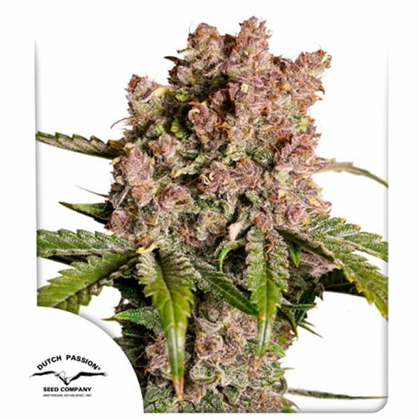 Auto Strawberry Soda > Dutch Passion | Autoflowering Cannabis   |  Hybrid